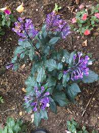 Image result for Monadenium laeve