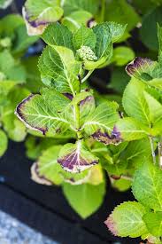 Image result for Cercospora hydrangea