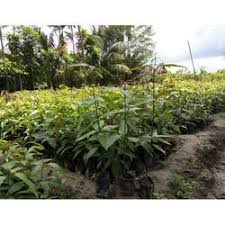 Mango farming started relatively recently in japan, starting in the many other budding fruits are removed from the plant, to ensure those that do grow receive the most. Full Sun Exposure Green Miyazaki Mango Plant For Outdoor Rs 1200 Piece Id 23179131588