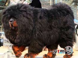 Tibetan Mastiff Early Western Visitors To Tibet Misnamed Several Of Its Breeds And A Better Name For This Dog Woul I Love Dogs Tibetan Mountain Dog Big Dogs