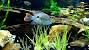 Planted Cichlid Tank