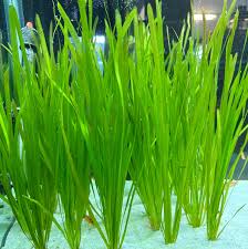 Image result for Vallisneria spiralis