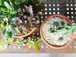 As a rule of thumb, watering succulents should be kept to a minimum since they can store water in their leaves and stems and thrive even in a. How Much And How Often To Water Succulents Retro Den Vintage Furniture And Homewares
