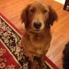 The breed is dived into four varieties based on size, the standard poodle, medium poodle. 1