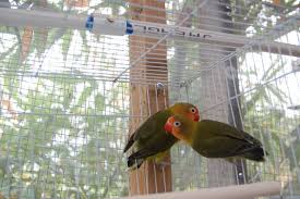 Dark Olive Fischer S Lovebirds African Lovebirds Love Birds Pet Id