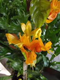 Image result for Ruttya fruticosa
