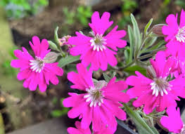 Image result for Silene