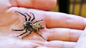 Damit die springspinne aber niemandem schadet, der ernsthaft unter spinnenphobie leidet, erwarten dich hier im horror shop noch viele weitere scherzartikel wie unser künstlicher hundekackhaufen und die nussmischung mit springschlange, die für den ein oder anderen vielleicht weniger schockierend sind als unsere springspinne. Grosste Springspinne Der Welt Schau Was Sie Gemacht Hat Youtube