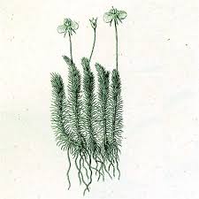 Image result for Mayacaceae