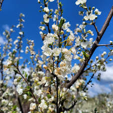 Image result for Pyrus pyrifolia