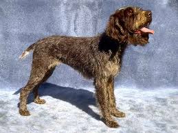 I have been raising wirehaired pointing griffons for over 20 years. Wirehaired Pointing Griffon Dog Breeds Dog Com