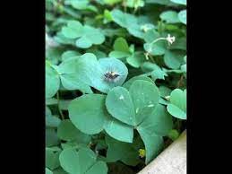 cute mini caterpillar 可爱的毛毛虫 youtube in 2021 plant leaves plants mini