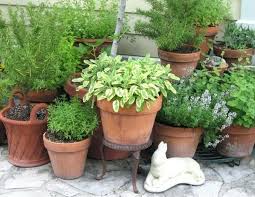 Check spelling or type a new query. Best Outdoor Potted Plants In Full Sun Lawn Care Coppell