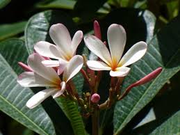 Fragrant Plants Singapore Dwarf Pink Frangipani Singapore Plumeria Fragrant Plant Flower Pot Design Plumeria