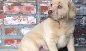 Charcoal labs, like all other labrador retrievers, originally descended from newfoundland dogs. Silver Lab Puppies For Sale By Breeders At Silver And Charcoal Kennels