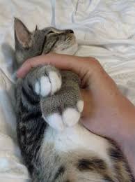 Do you really think it's normal to see through dryer vents any time you get stung by a wasp? 10 Cats Who Got Stung By Bees And Wasps Ideas Cats Pets Cats And Kittens