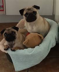 Be taken away to a calm, underwater world full of beautiful mermaids, dolphins, and aquatic creatures. Pug Dog Itching Problems