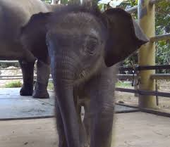 Cute Baby Elephant Archives The World Of Nardio