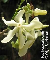 Image result for Voacanga thouarsii