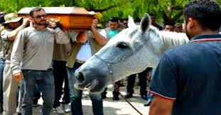 Emotioneel Hoe Dit Paard Afscheid Neemt Van Zijn Overleden Baasje Brengt Iedereen In Tranen Paarden Begrafenis Dieren