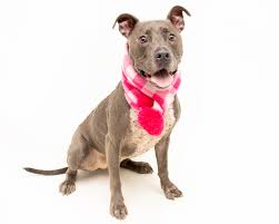 As is the standard adoption protocol, animals are available on a first come, first served basis following interaction with the pet. 18 Adoptable Pups Looking For A New Home In Orange County This Christmas