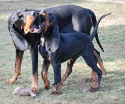 Black And Tan Coonhound For Sale Near Me Pin On Black Tan Coonhounds