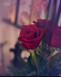 Pin By Lilia Rosa Montero Portal On Photography Flower Phone Wallpaper Beautiful Flowers Wallpapers Red Roses Wallpaper