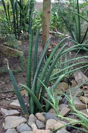 Image result for Sansevieria scimitariformis