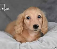 𝔼𝕄𝔼ℝ𝔸𝕃𝔻𝔸𝕏