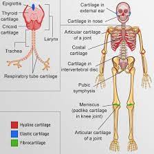 Types Of Cartilage At Different Places Cartilage Musculoskeletal System Nurse Inspiration