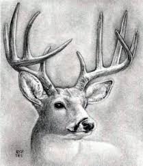Black And White Deer Head Drawing How To Draw A Deer Head Buck Dear Head Step By Step Realistic Drawing Technique Free Online Drawing Tutorial Added Animal Drawings Drawings Deer Drawing
