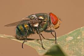 Calliphoridae - Wikipedia