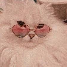 Cats Aesthetic Glasses Cat Gatos Animal Icons Cute Https Weheartit Com Entry 326500498 Pink Aesthetic Cat Aesthetic Pastel Pink Aesthetic