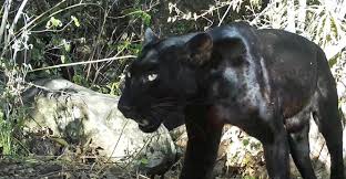 Find black leopards results and fixtures , black leopards team stats: Black Is The New Black San Diego Zoo Global Wildlife Conservancy