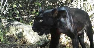 The black leopard brand was born out of the fire of revolution. Black Is The New Black San Diego Zoo Global Wildlife Conservancy