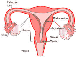 Image result for gambar kesehatan reproduksi