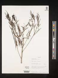 Image result for Maerua andradae