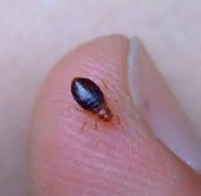 Bed Bug Black Bugs In Hair Not Lice Signs Of Bed Bugs Signs Of Bed Bugs Bed Bugs Bed Bugs Signs