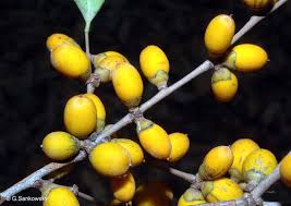 Image result for Diospyros gabunensis