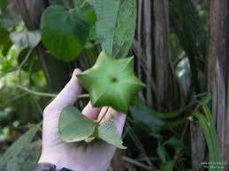 Image result for Impatiens sylvicola