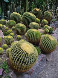Though these spines might seem like nothing more than a good reason not to hug a cactus, they actually serve several purposes that help cacti survive in the desert. Echinocactus Grusonii Cactaceae Golden Barrel Cactus Golden Ball Succulents Cactus Plants Golden Barrel Cactus