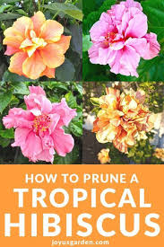 Flowering bushes can be a fantastic focal point in your yard. Pin On Plants