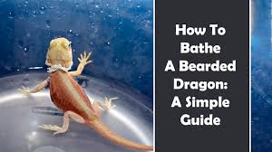 Просмотров 27 тыс.7 месяцев назад. How To Bathe A Bearded Dragon A Simple Guide