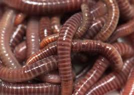 Food waste has unique properties as a raw compost agent. Will Two Worms Grow From A Worm Cut In Half Earthworms Live Science