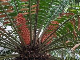Image result for Encephalartos gratus