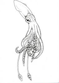 Converting Drawing To Vector In Illustrator Squid Drawing Squid Tattoo Art