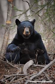 Cubs nursing on their mom at dinner time