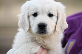 English Golden Retriever Puppies Summer Brook English Goldens