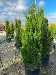Below are common attributes associated to spartan juniper. Plants Details Adcock S Nursery