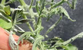 Check spelling or type a new query. Tomato Leaf Curl What It Is And How To Fix It Epic Gardening